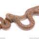 het albino colombian rainbow boa for sale