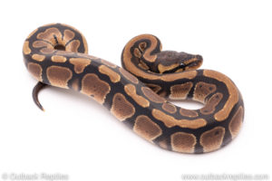 Het Dreamsicle ball python for sale