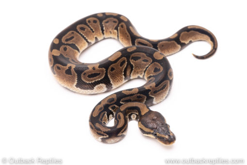 Het pied ball python for sale