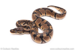 Het Pied ball python for sale