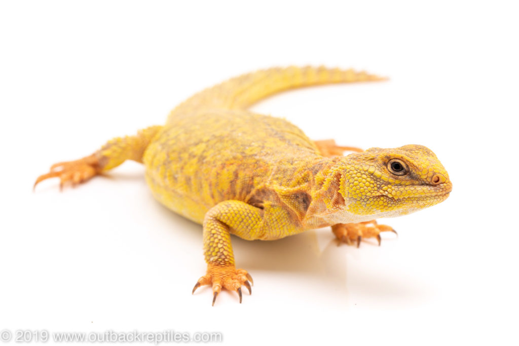 Uromastyx care guide