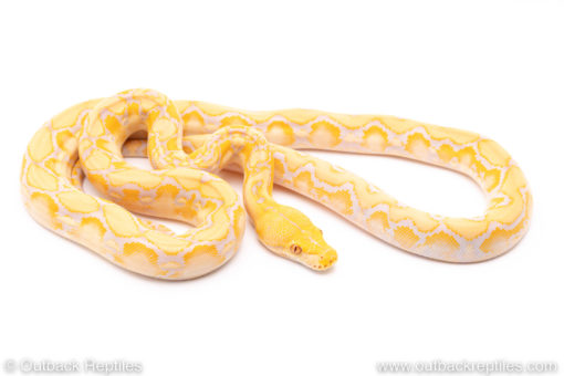 Lavender albino reticulated python for sale
