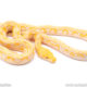 Lavender albino reticulated python for sale