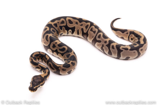 Leopard dh VPI Pied ball python for sale
