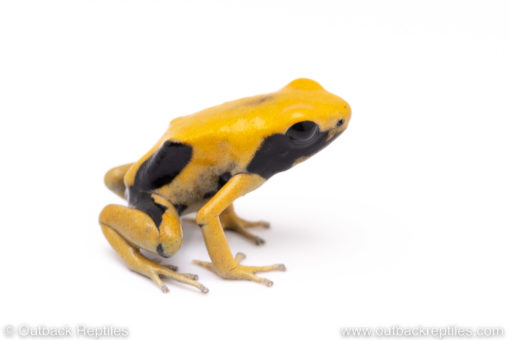 matecho poison dart frog for sale