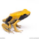 matecho poison dart frog for sale
