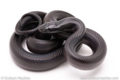 Mexican black kingsnake for sale