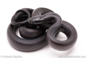 Mexican black kingsnake for sale