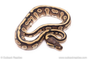 Mojave ball python for sale