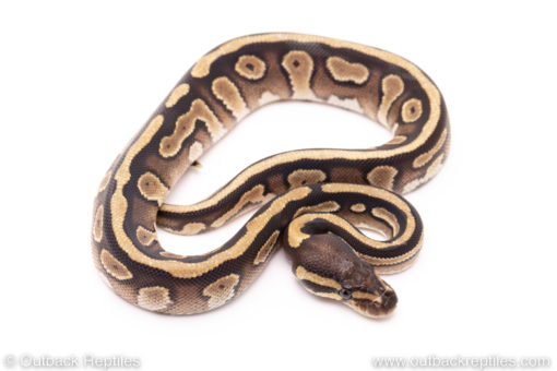 Mojave ball python for sale