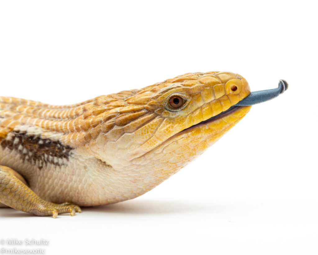 Northern Blue Tongue Skink - Reptile Photography tutorial