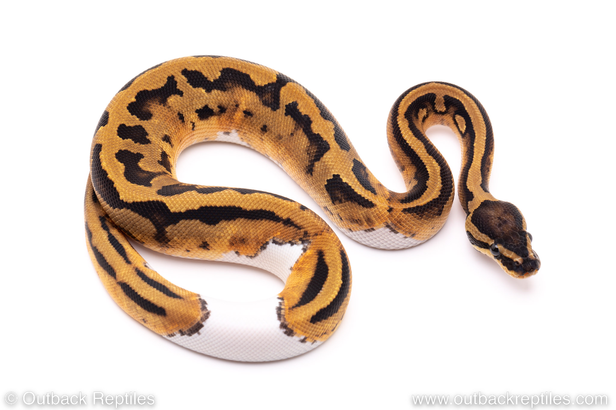 Pied het. VPI Axanthic – Male #1 for sale | Outback Reptiles