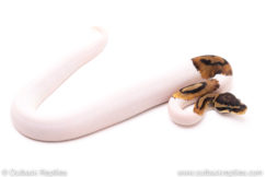 Pied het VPI Axanthic ball python for sale