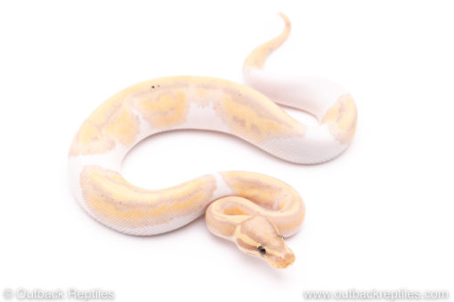 pastel banana pied ball python for sale