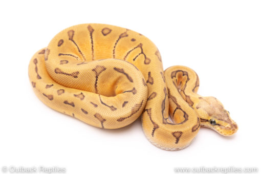 Pastel Enchi Pinstripe ball python for sale