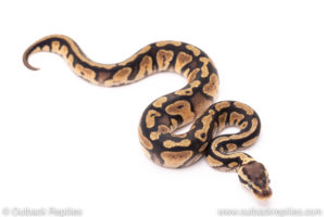 Pastel het dreamsicle ball python for sale