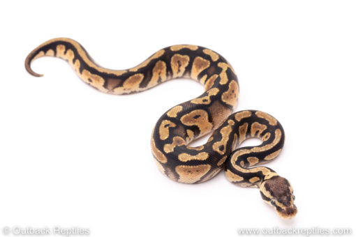 Pastel het dreamsicle ball python for sale