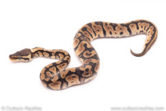 Pastel het Dreamsicle ball python for sale
