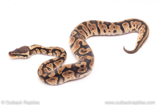 Pastel het Dreamsicle ball python for sale