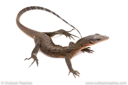 Peach throat monitor for sale