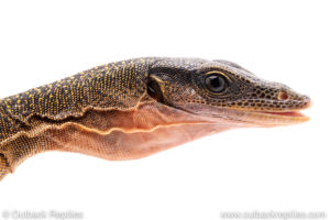 Peach throat monitor for sale