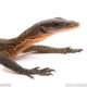 Peach throat monitor for sale