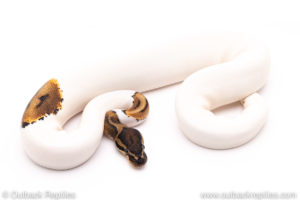 Pied ball python for sale