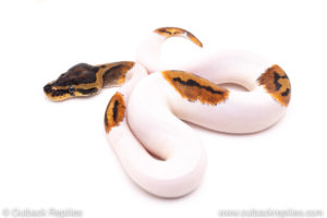 Pied ball python for sale