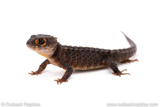 Red eyed crocodile skink for sale