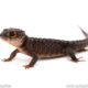 Red eyed crocodile skink for sale