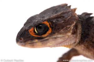 Red eyed crocodile skink for sale
