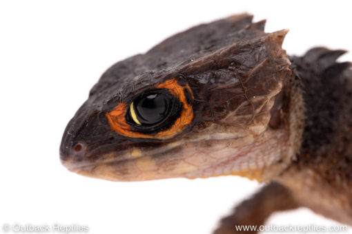 Red eyed crocodile skink for sale