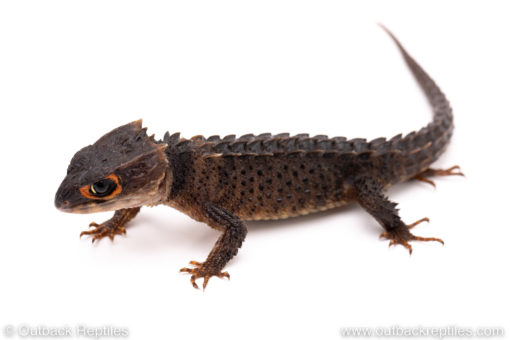 Red eyed crocodile skink for sale