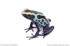 robertus dart frog for sale
