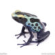 robertus dart frog for sale