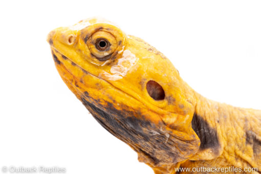 Silky bearded dragon for sale
