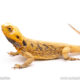 silkback bearded dragon for sale