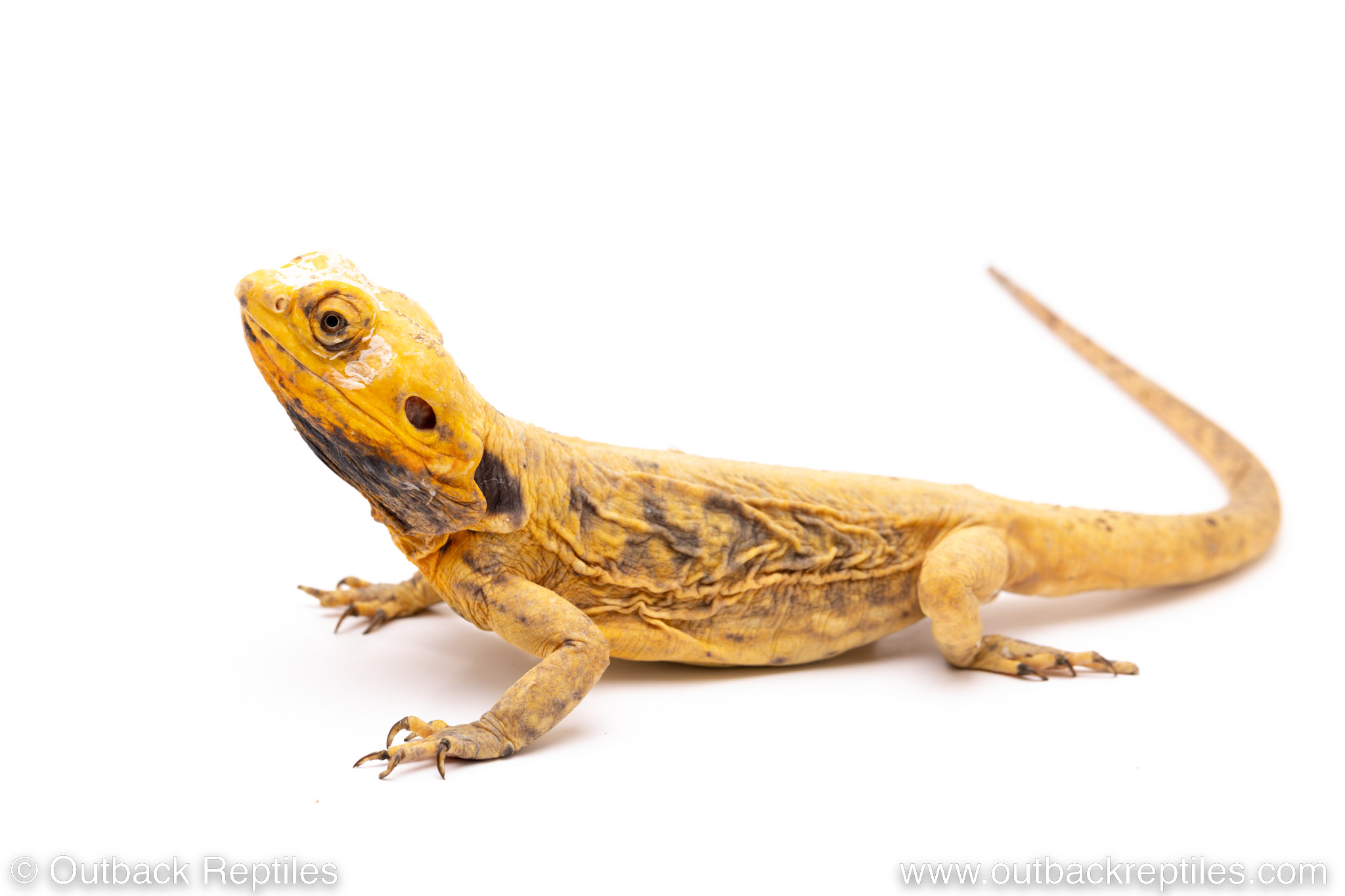 Silkback Bearded Dragon – Male for sale | Outback Reptiles