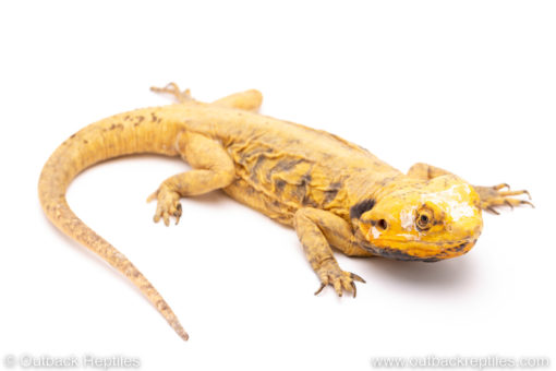 SILKY BEARDED DRAGON FOR SALE