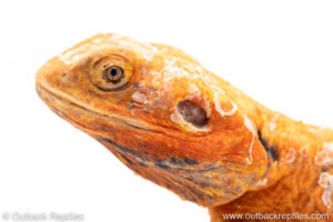 Silkie bearded dragon for sale