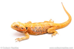 silkback bearded dragon for sale