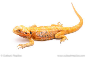 silkback bearded dragon for sale