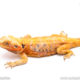 silkback bearded dragon for sale