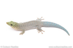Standing's Day Gecko for sale