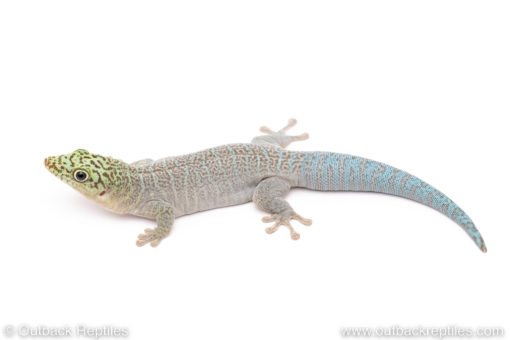 Standing's Day Gecko for sale