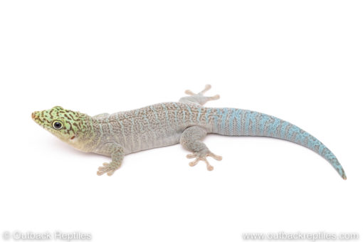 Standing's Day Gecko for sale