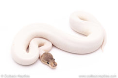 Sterling pied ball python for sale