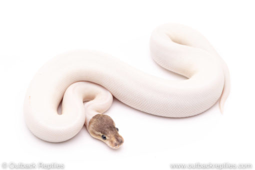 Sterling pied ball python for sale