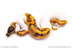 Super enchi pied ball python for sale