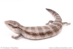 Tanimbar blue tongue skink for sale